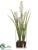 Grape Hyacinth - White - Pack of 12