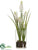 Grape Hyacinth - White - Pack of 12