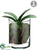 Phalaenopsis Orchid - Green - Pack of 4