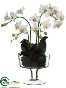 Phalaenopsis Orchid Plant - White - Pack of 1