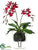 Zygopetalum Orchid Plant - Red - Pack of 1