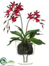 Silk Plants Direct Zygopetalum Orchid Plant - Red - Pack of 1