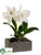 Cattleya Orchid Plant - White Green - Pack of 1