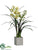 Cymbidium Orchid Plant - Green - Pack of 1