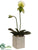 Lady Slipper Orchid Plant - Green White - Pack of 6