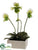 Lady Slipper Orchid Plant - White Green - Pack of 1