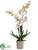 Oncidium Orchid Plant - Peach Yellow - Pack of 1