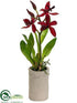 Silk Plants Direct Starolus Orchid Plant - Burgundy - Pack of 6