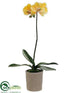 Silk Plants Direct Phalaenopsis Orchid Plant - Yellow - Pack of 2