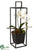 Phalaenopsis Orchid, Echeveria Arrangement - White Green - Pack of 2