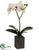 Phalaenopsis Orchid Plant - White Green - Pack of 6