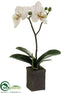 Silk Plants Direct Phalaenopsis Orchid Plant - White Green - Pack of 6