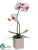 Phalaenopsis Orchid Plant - White Orchid - Pack of 2