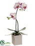 Silk Plants Direct Phalaenopsis Orchid Plant - White Orchid - Pack of 2