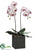 Phalaenopsis Orchid Plant - White Orchid - Pack of 1