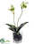 Lady Slipper Orchid Plant - Green - Pack of 6