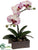 Phalaenopsis Orchid Plant - White Orchid - Pack of 4