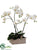 Phalaenopsis Orchid Plant - White Green - Pack of 1