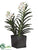 Vanda Orchid Plant - White - Pack of 1