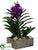 Vanda Orchid Plant - Violet - Pack of 1
