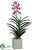 Spider Vanda Orchid Plant - Orchid - Pack of 1