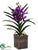 Vanda Orchid Plant - Violet - Pack of 2