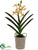 Vanda Orchid Plant - Yellow - Pack of 4