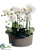 Phalaenopsis Orchid Plant - Cream Green - Pack of 1