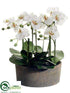 Silk Plants Direct Phalaenopsis Orchid Plant - Cream Green - Pack of 1