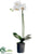 Phalaenopsis Orchid Plant - Cream Green - Pack of 4