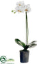 Silk Plants Direct Phalaenopsis Orchid Plant - Cream Green - Pack of 4