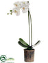 Silk Plants Direct Phalaenopsis Orchid Plant - Cream Green - Pack of 2