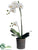 Phalaenopsis Orchid Plant - Cream Green - Pack of 2