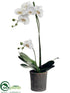Silk Plants Direct Phalaenopsis Orchid Plant - Cream Green - Pack of 2