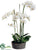 Phalaenopsis Orchid Plant - Cream Green - Pack of 1