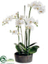 Silk Plants Direct Phalaenopsis Orchid Plant - Cream Green - Pack of 1