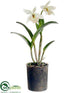 Silk Plants Direct Cattleya Orchid Plant - Cream Burgundy - Pack of 1