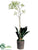 Sharry Oncidium Orchid Plant - Cream Green - Pack of 1