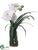 Phalaenopsis Orchid - White - Pack of 1