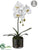 Phalaenopsis Orchid Plant - White - Pack of 4