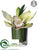Cymbidium Orchid Plant - Green - Pack of 6