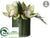 Cymbidium Orchid Plant - Green - Pack of 6