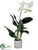 Dendrobium Orchid Plant - White - Pack of 6