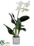 Silk Plants Direct Dendrobium Orchid Plant - White - Pack of 6