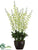 Grammatophyllum Orchid Plant - Green - Pack of 1