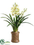 Silk Plants Direct Cymbidium Orchid Plant - Green Burgundy - Pack of 1