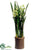 Cymbidium Orchid Plant - Green Burgundy - Pack of 1