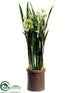 Silk Plants Direct Cymbidium Orchid Plant - Green Burgundy - Pack of 1