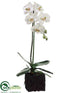Silk Plants Direct Phalaenopsis Orchid Plant - White Green - Pack of 2