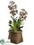 Vanda Orchid Plant - Purple Green - Pack of 1